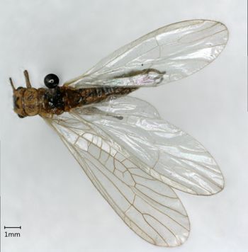 Media type: image;   Entomology 11352 Aspect: habitus dorsal